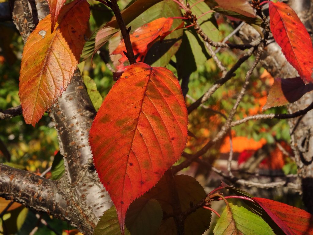 JAPAN-2016-06-44 JAPAN-2016-06-44