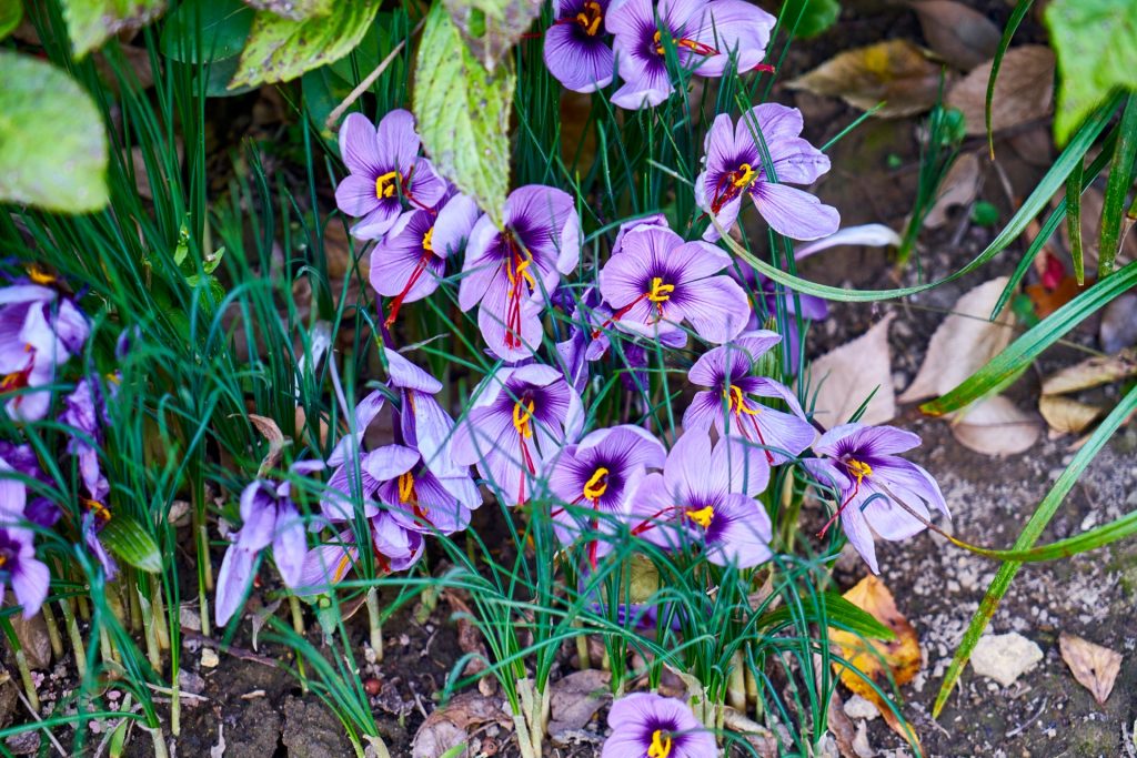 JAPAN-2016-07-031 JAPAN-2016-07-031