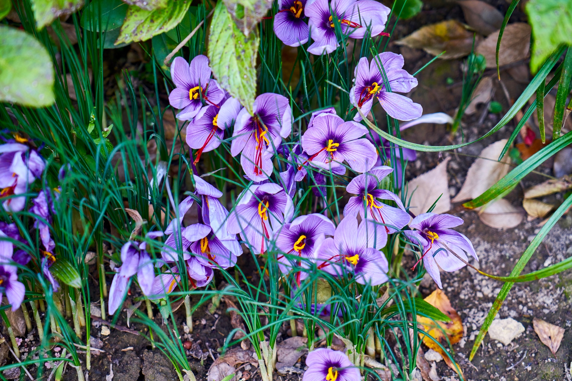 JAPAN-2016-07-031 JAPAN-2016-07-031