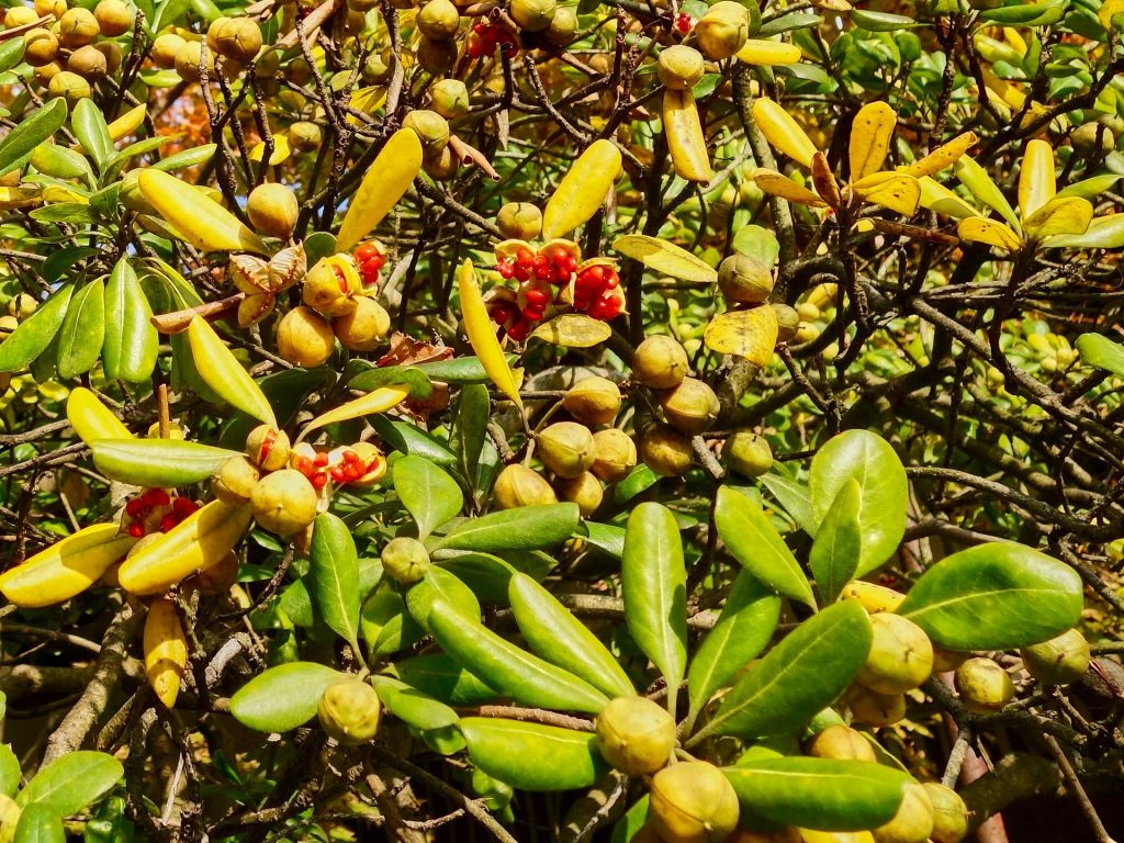 JAPAN-2016-07-052 JAPAN-2016-07-052