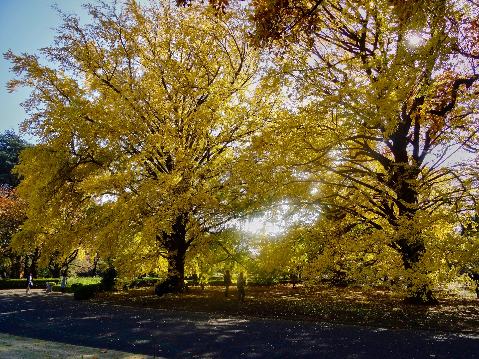 JAPAN-2016-08-036 JAPAN-2016-08-036
