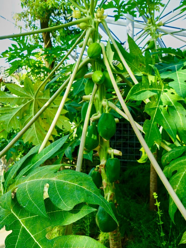 JAPAN-2016-08-041 JAPAN-2016-08-041