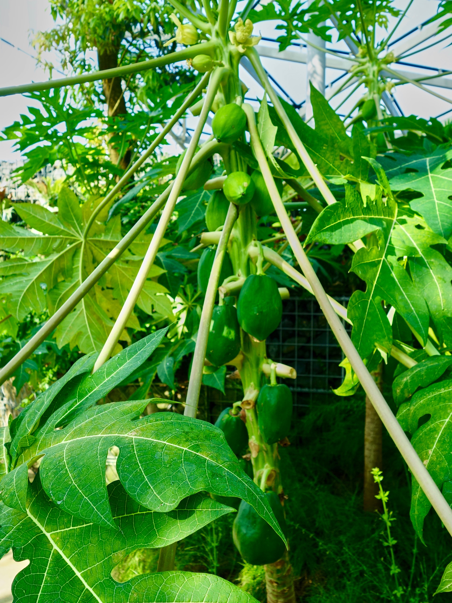 JAPAN-2016-08-041 JAPAN-2016-08-041