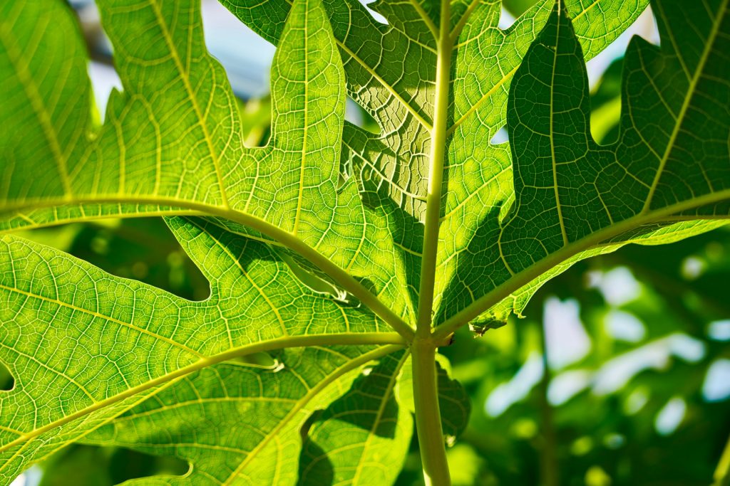 JAPAN-2016-08-042 JAPAN-2016-08-042