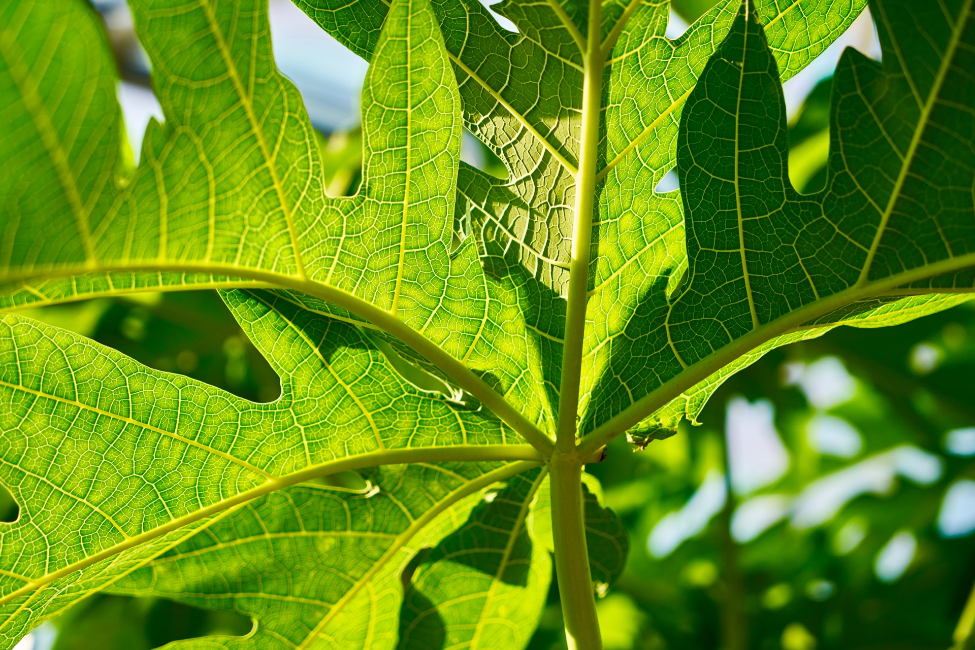 JAPAN-2016-08-042 JAPAN-2016-08-042