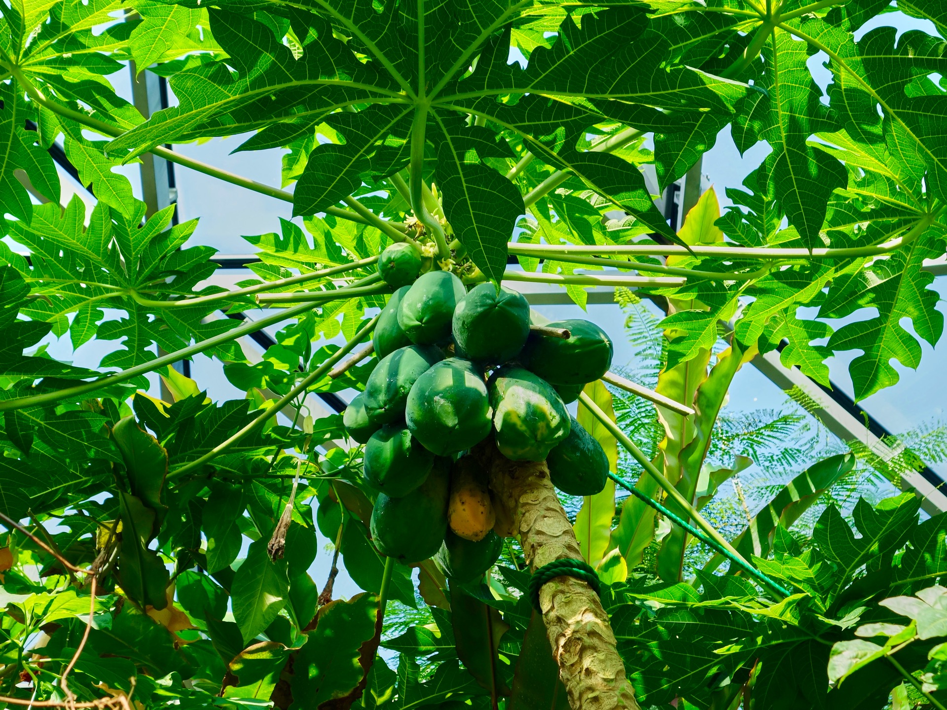 JAPAN-2016-08-044 JAPAN-2016-08-044