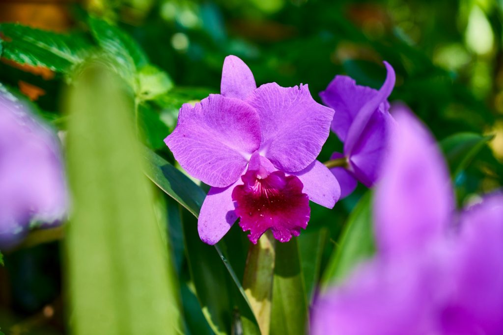 JAPAN-2016-08-045 JAPAN-2016-08-045