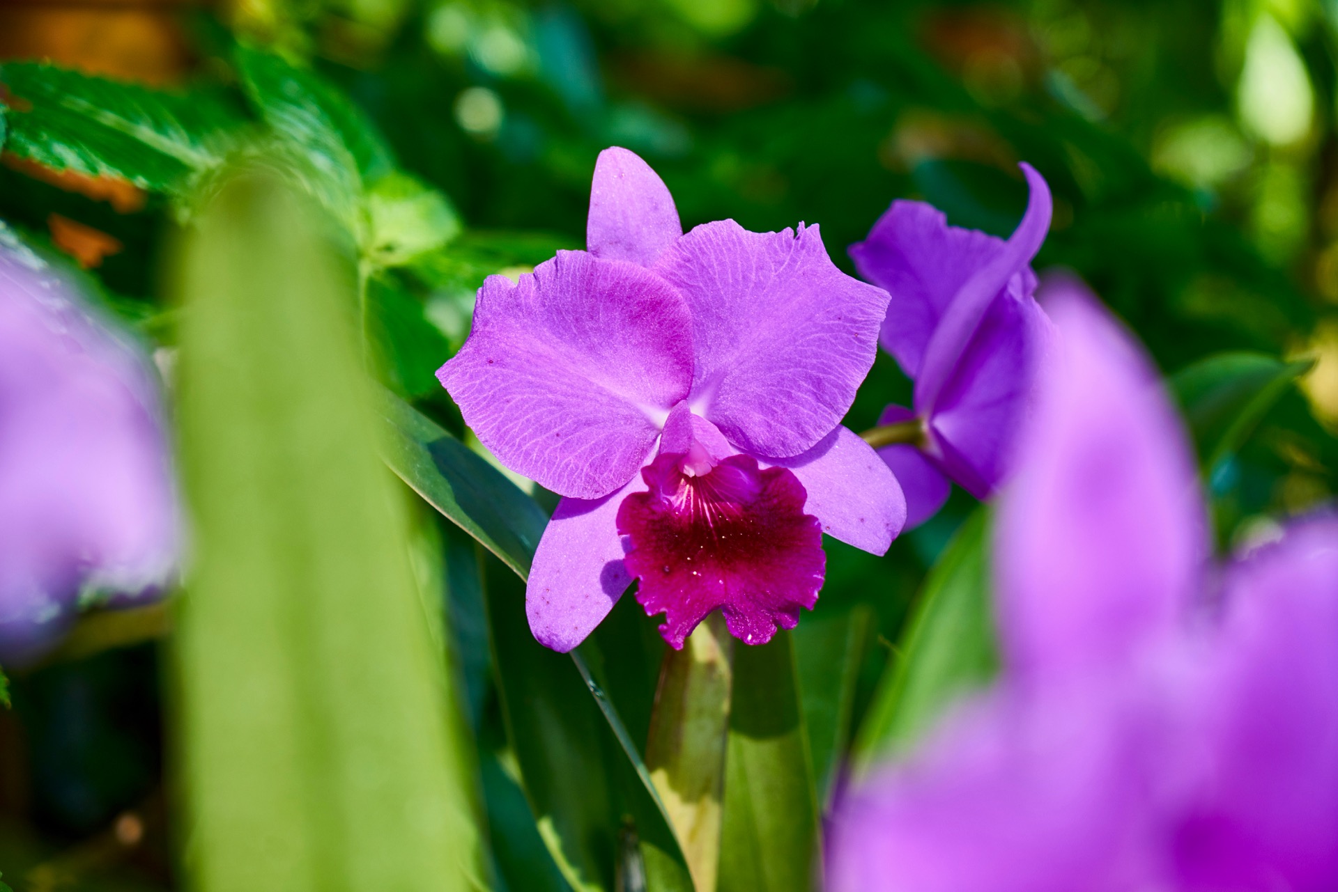 JAPAN-2016-08-045 JAPAN-2016-08-045