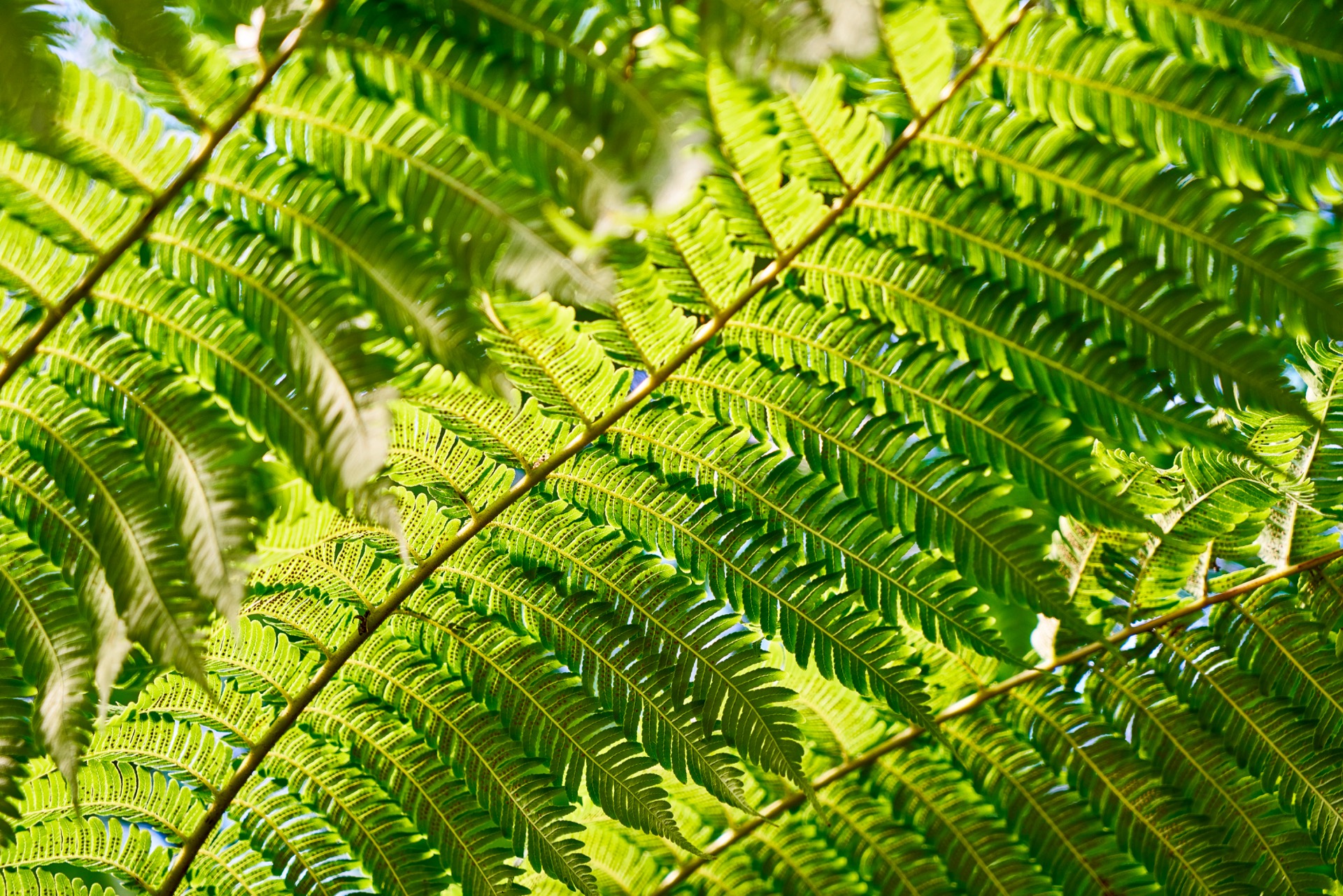JAPAN-2016-08-047 JAPAN-2016-08-047