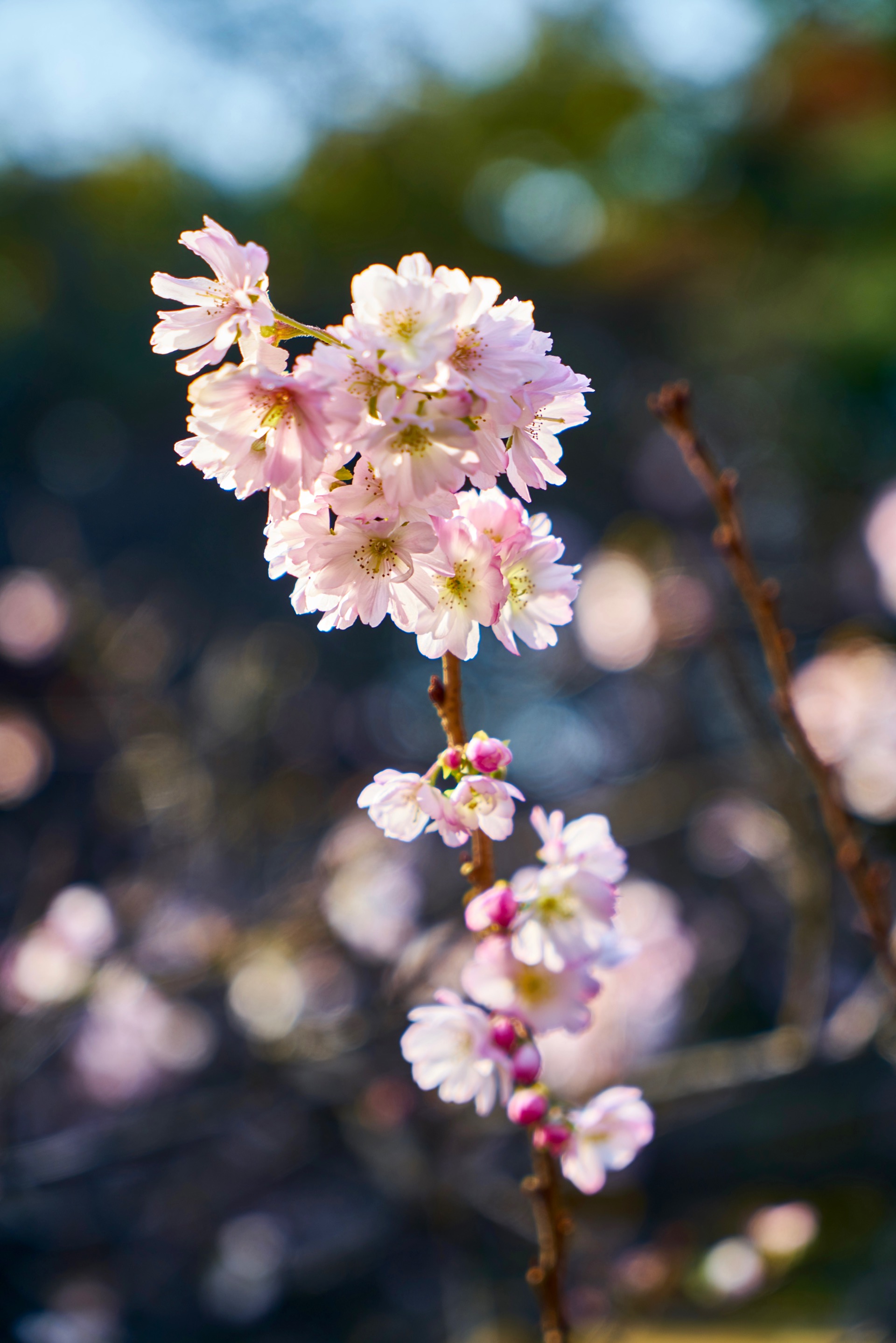 JAPAN-2016-08-070 JAPAN-2016-08-070