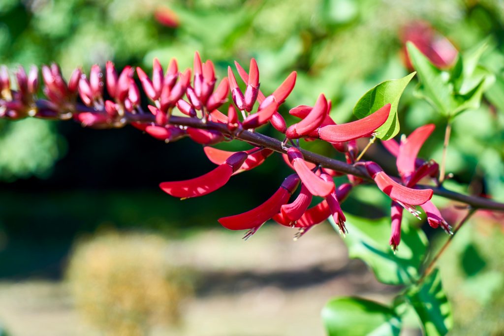 JAPAN-2016-08-071 JAPAN-2016-08-071
