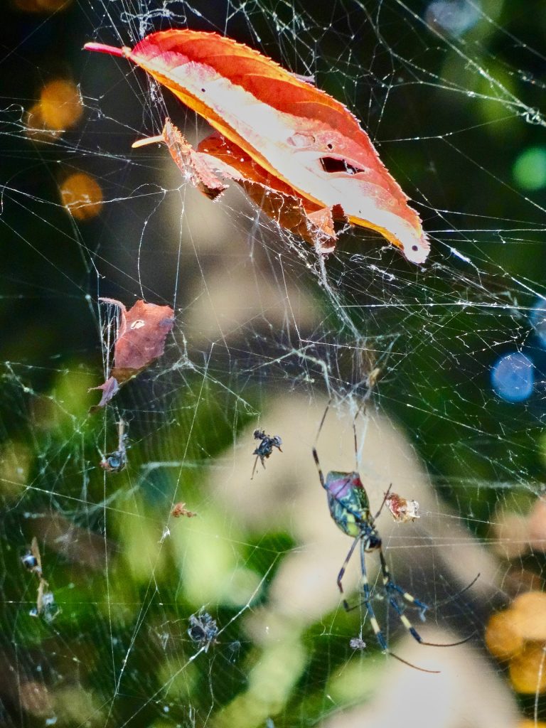 JAPAN-2016-08-072 JAPAN-2016-08-072