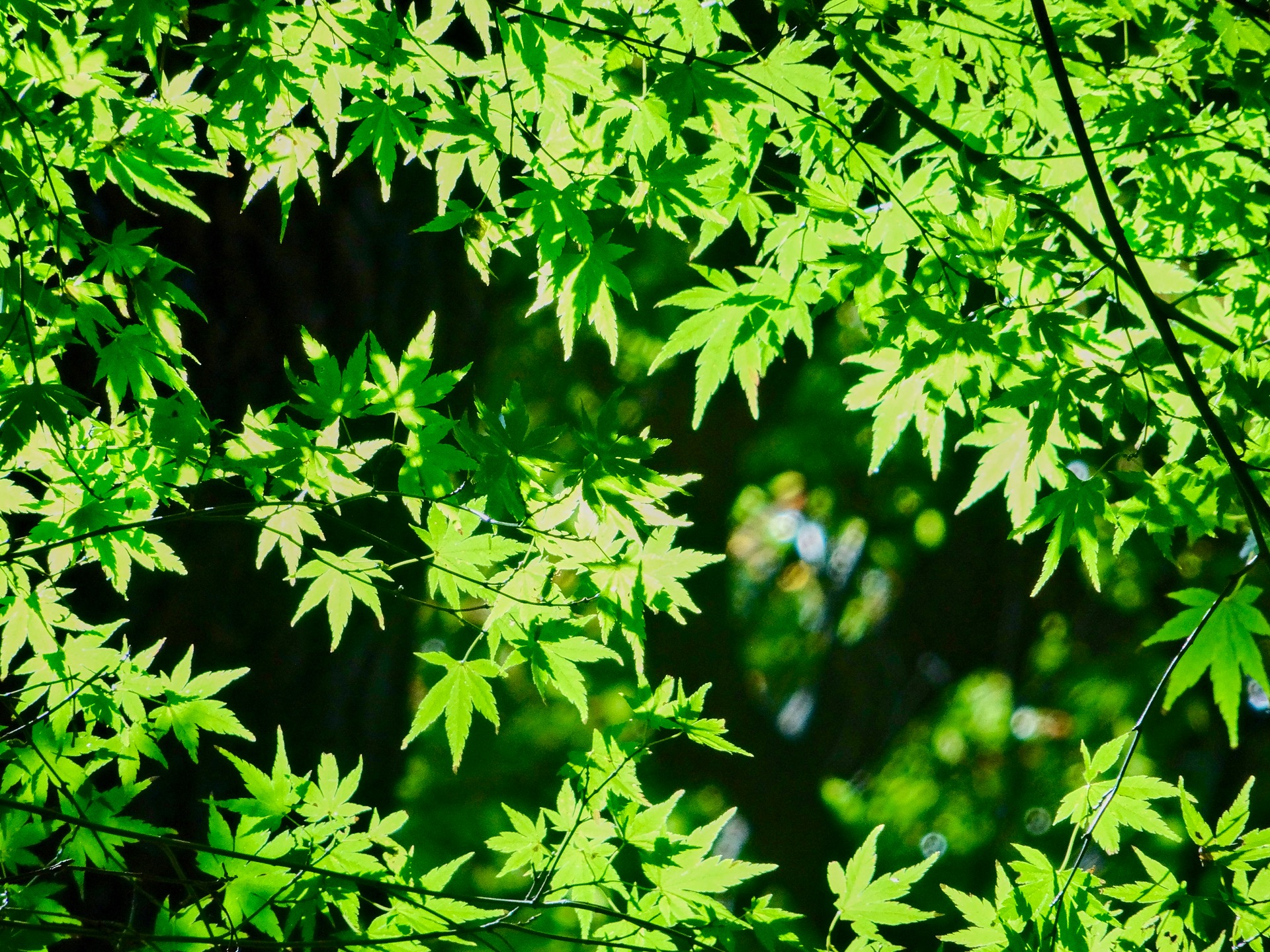 JAPAN-2016-08-074 JAPAN-2016-08-074