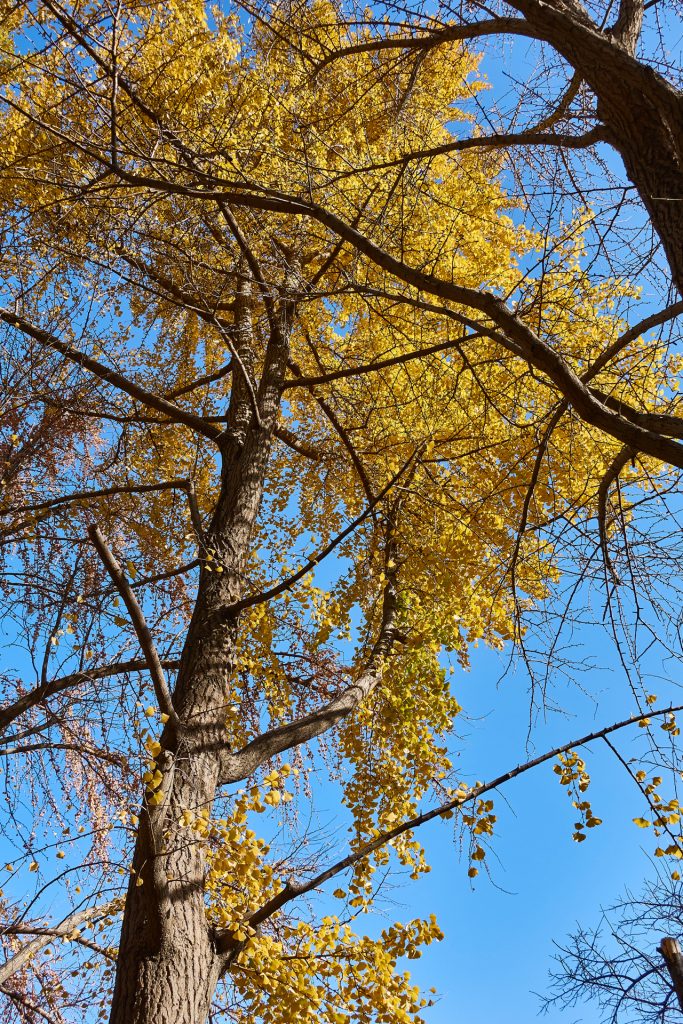 CHINA-2017-03-009 CHINA-2017-03-009