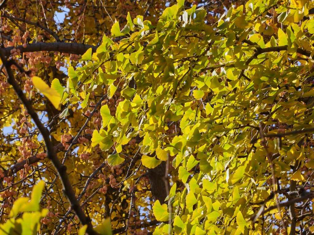 CHINA-2017-03-012 CHINA-2017-03-012