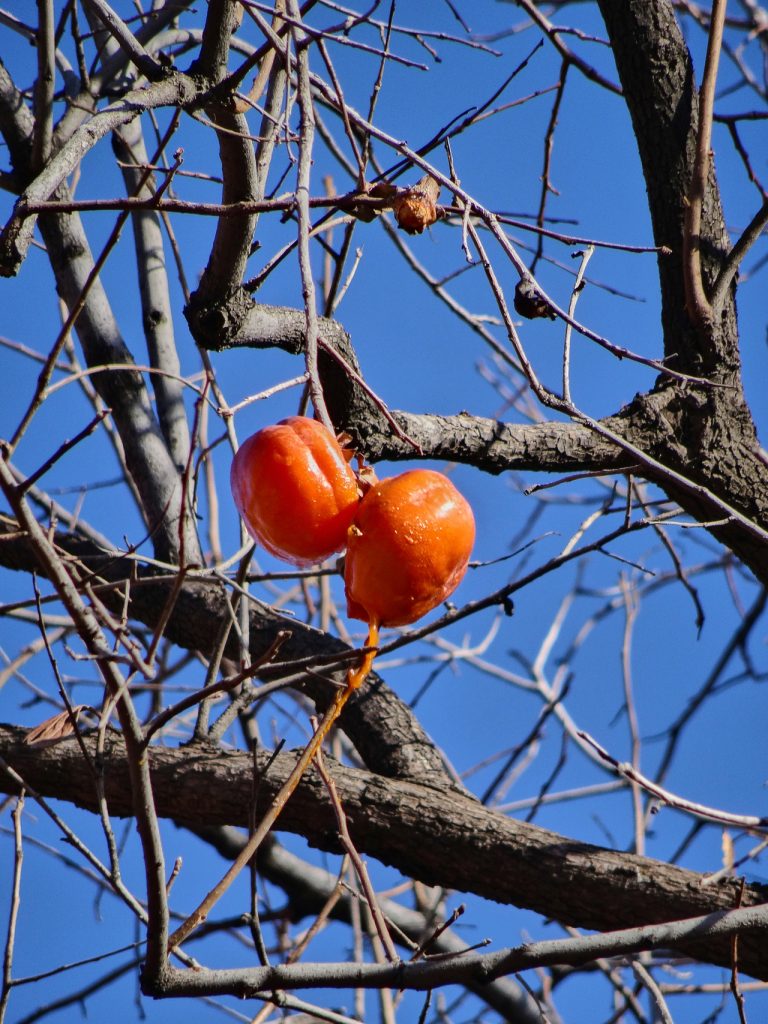 CHINA-2017-03-022 CHINA-2017-03-022