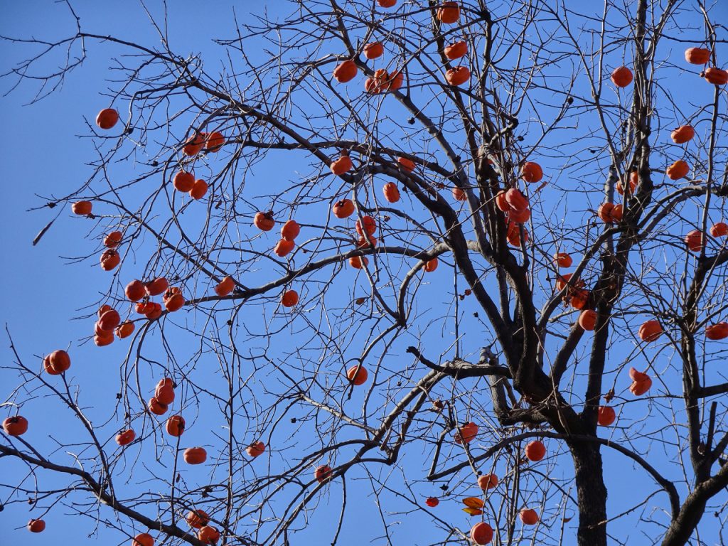 CHINA-2017-03-027 CHINA-2017-03-027