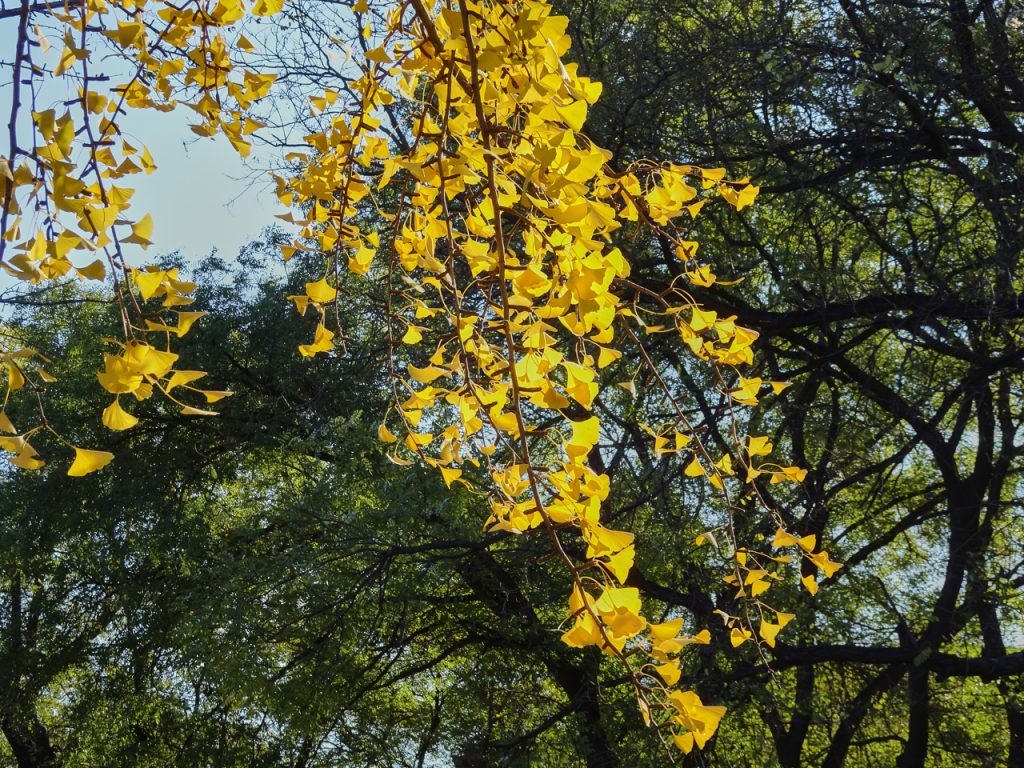 CHINA-2017-04-001 CHINA-2017-04-001