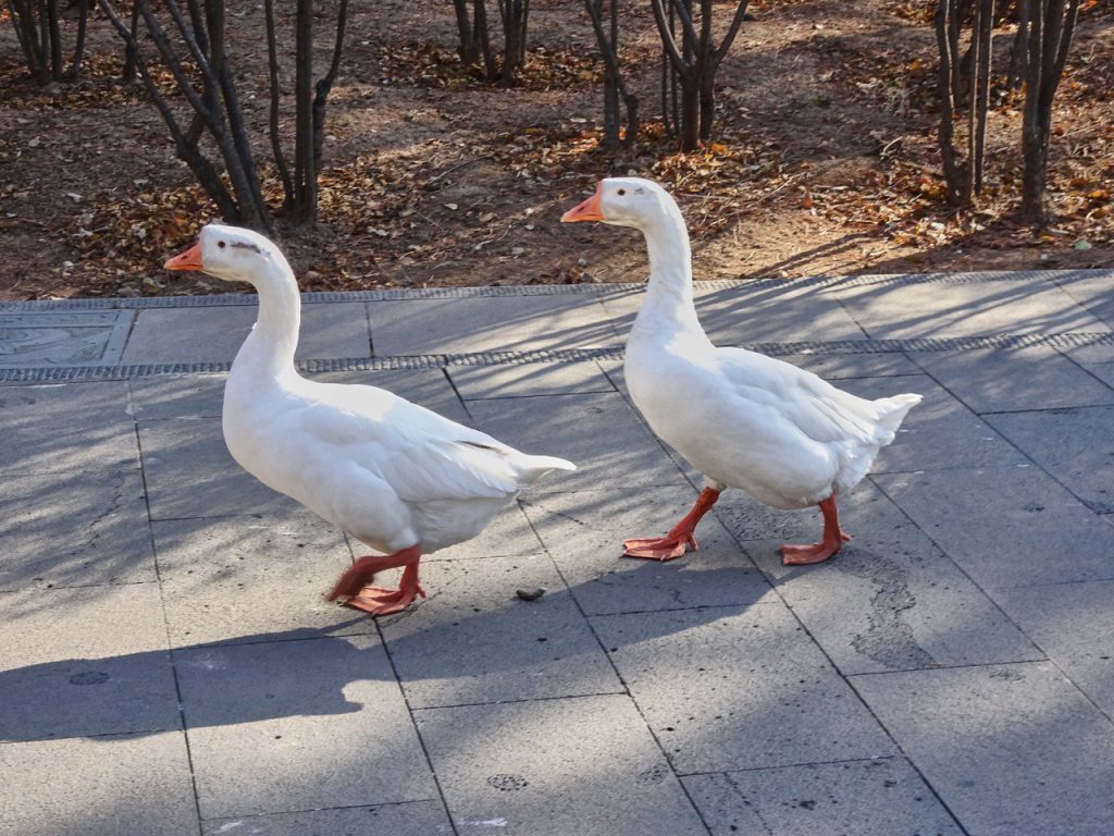 CHINA-2017-05-64 CHINA-2017-05-64