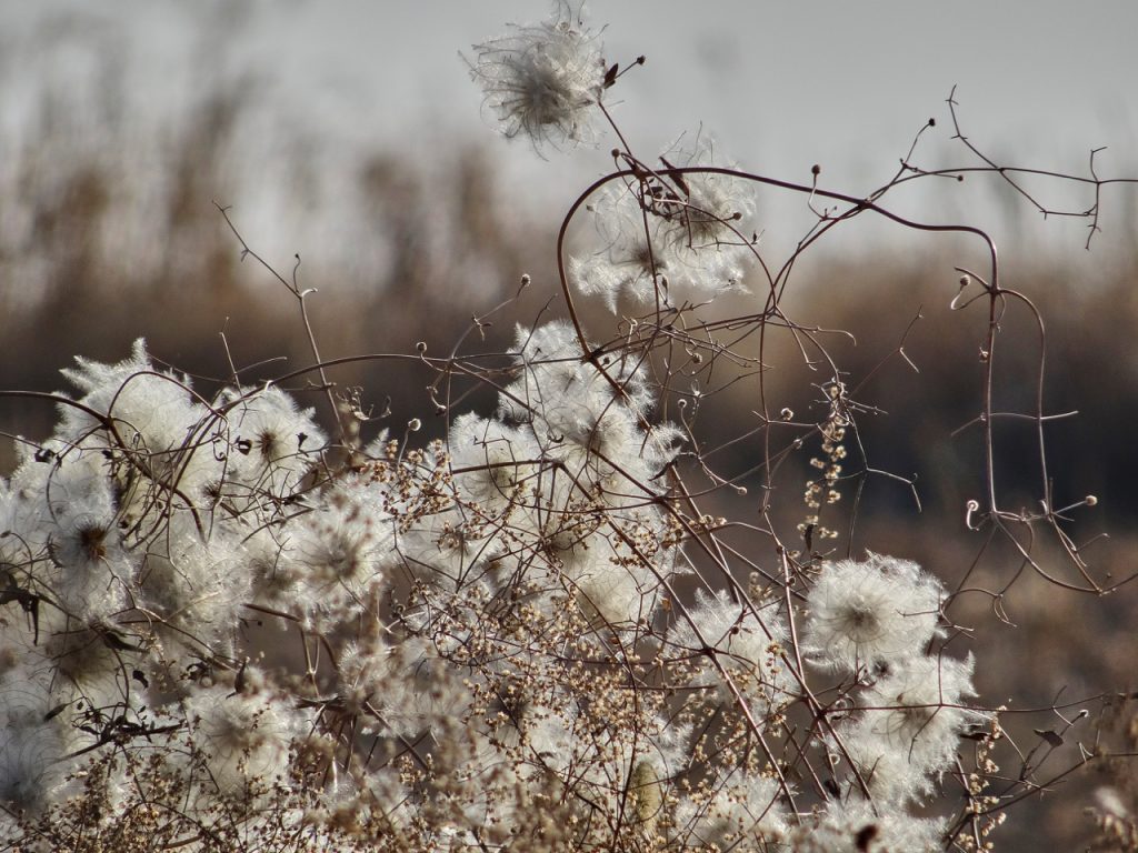 CHINA-2017-06-010 CHINA-2017-06-010