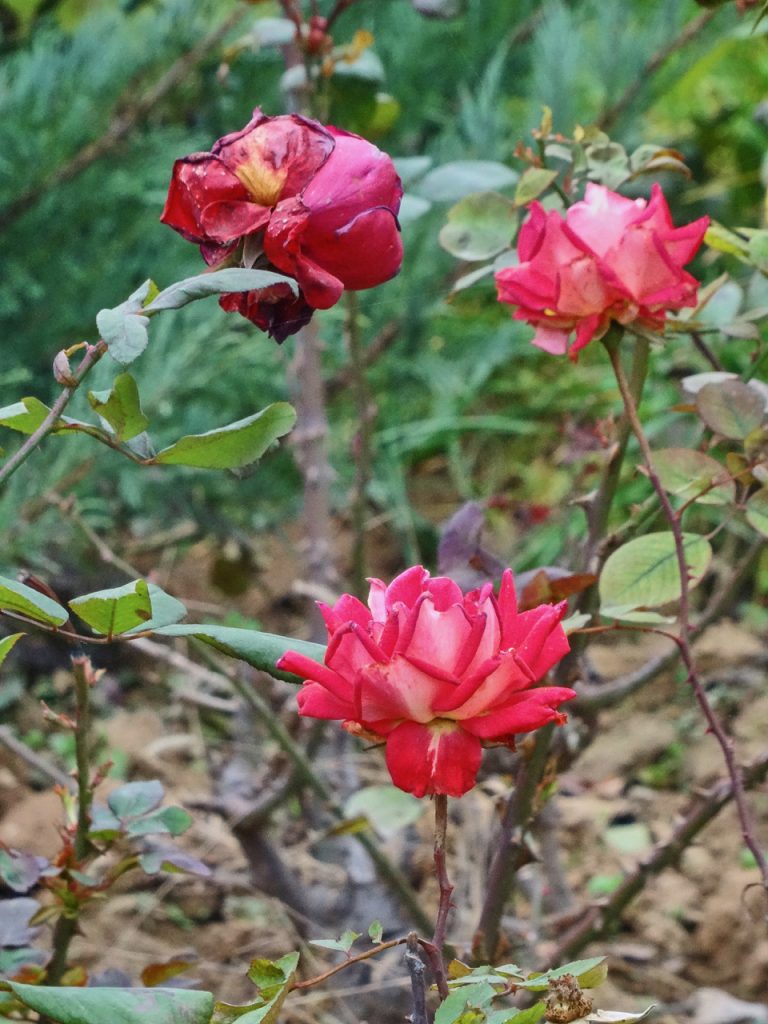 CHINA-2017-07-059 CHINA-2017-07-059