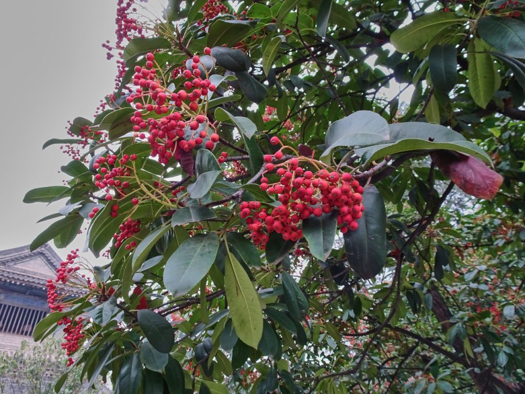 CHINA-2017-07-068 CHINA-2017-07-068