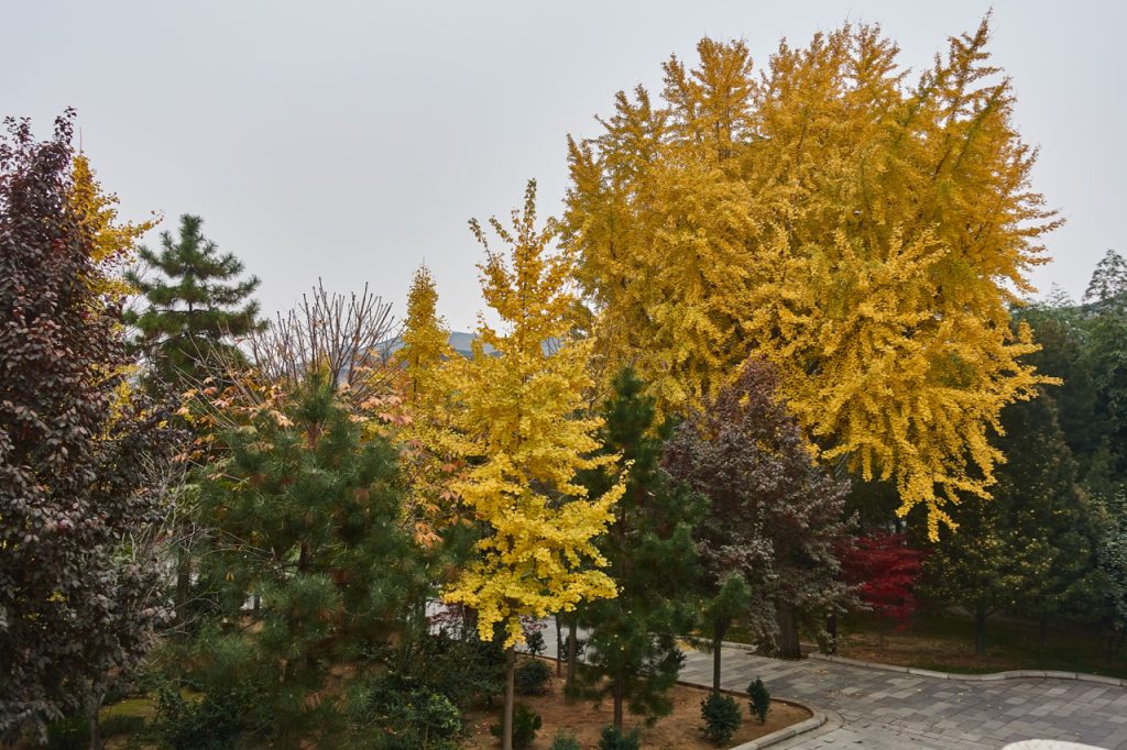 CHINA-2017-07-073 CHINA-2017-07-073