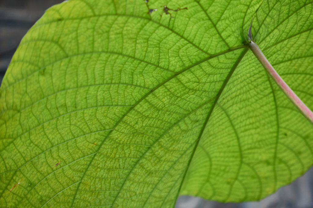 CHINA-2017-08-048 CHINA-2017-08-048