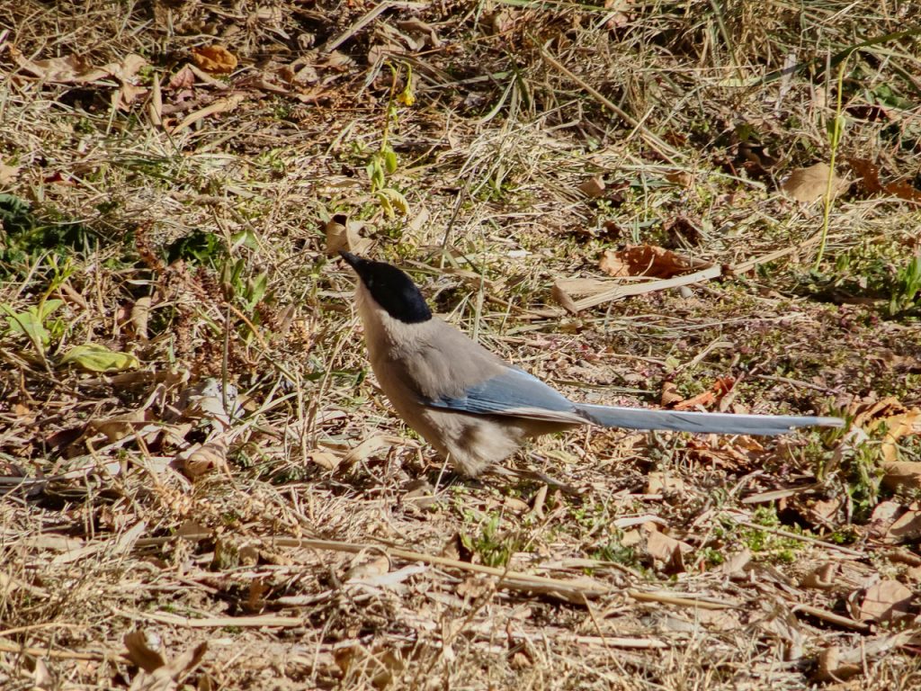 CHINA-2017-09-042 CHINA-2017-09-042