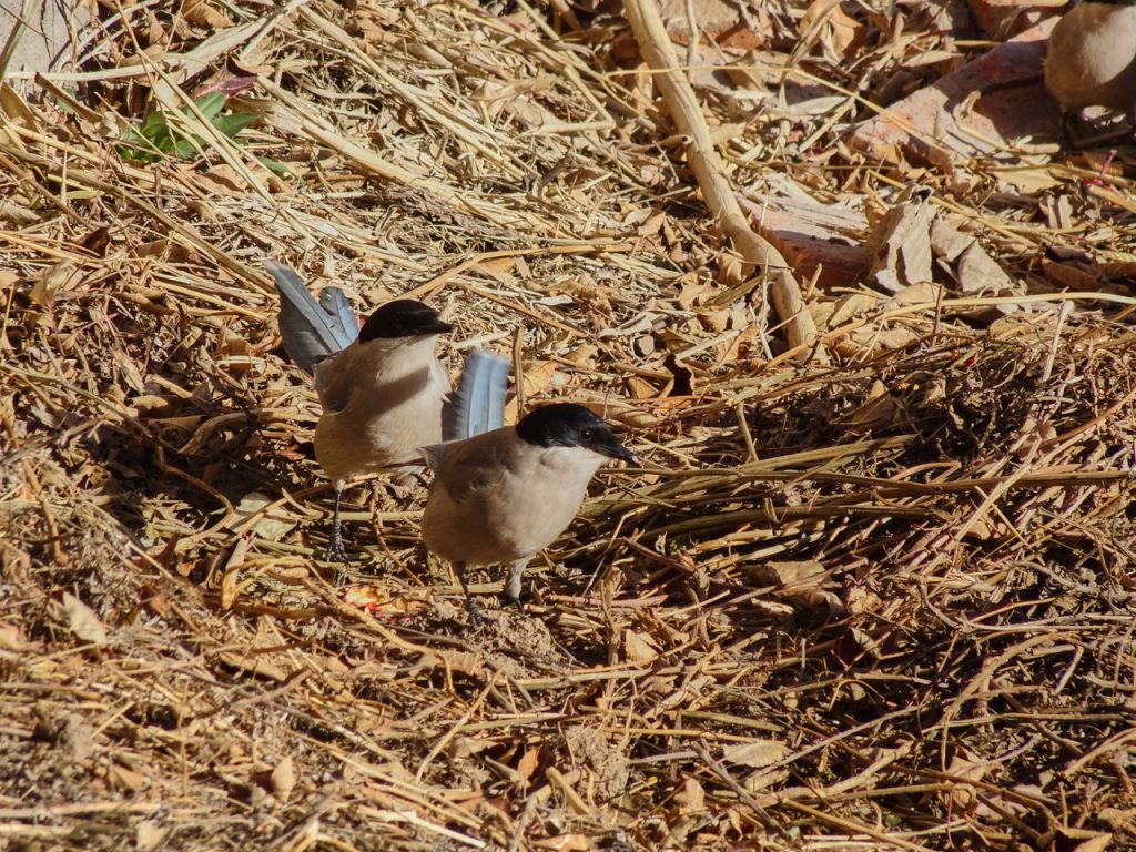 CHINA-2017-09-043 CHINA-2017-09-043