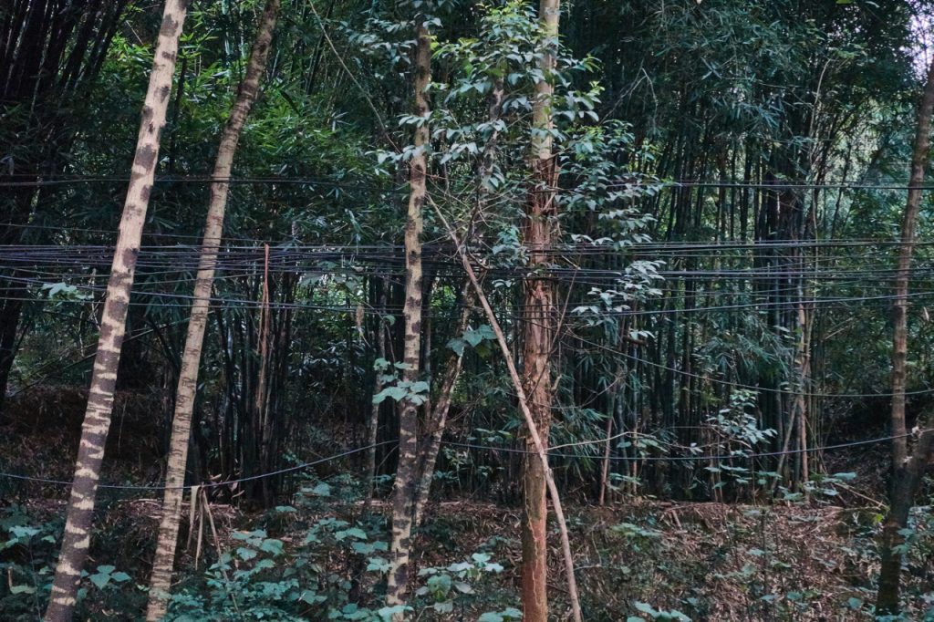 CHINA-2017-11-023 CHINA-2017-11-023