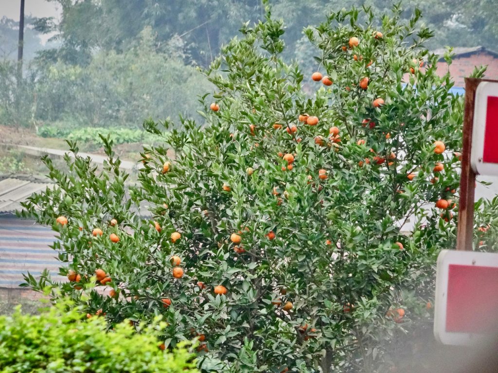 CHINA-2017-11-024 CHINA-2017-11-024