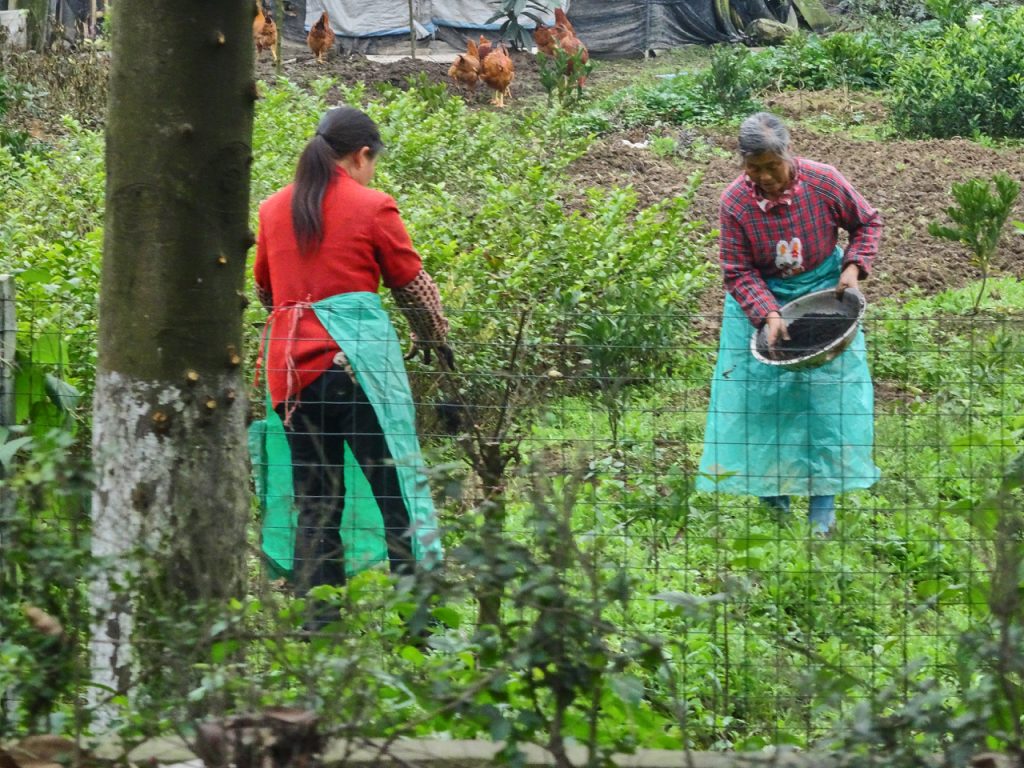 CHINA-2017-11-036 CHINA-2017-11-036