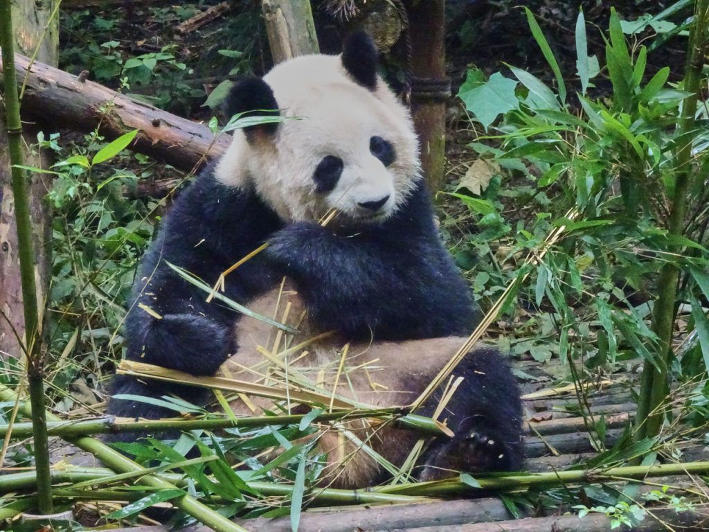 CHINA-2017-12-018 CHINA-2017-12-018