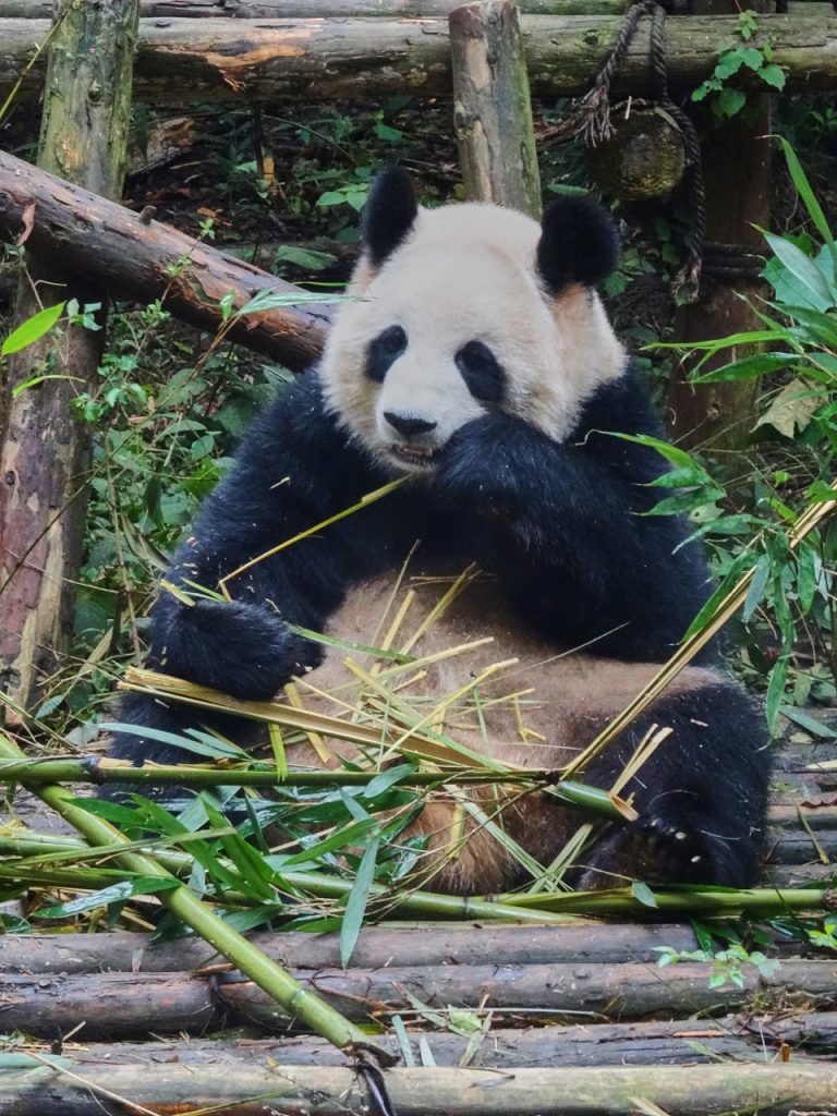 CHINA-2017-12-019 CHINA-2017-12-019
