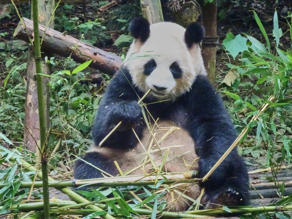 CHINA-2017-12-020 CHINA-2017-12-020