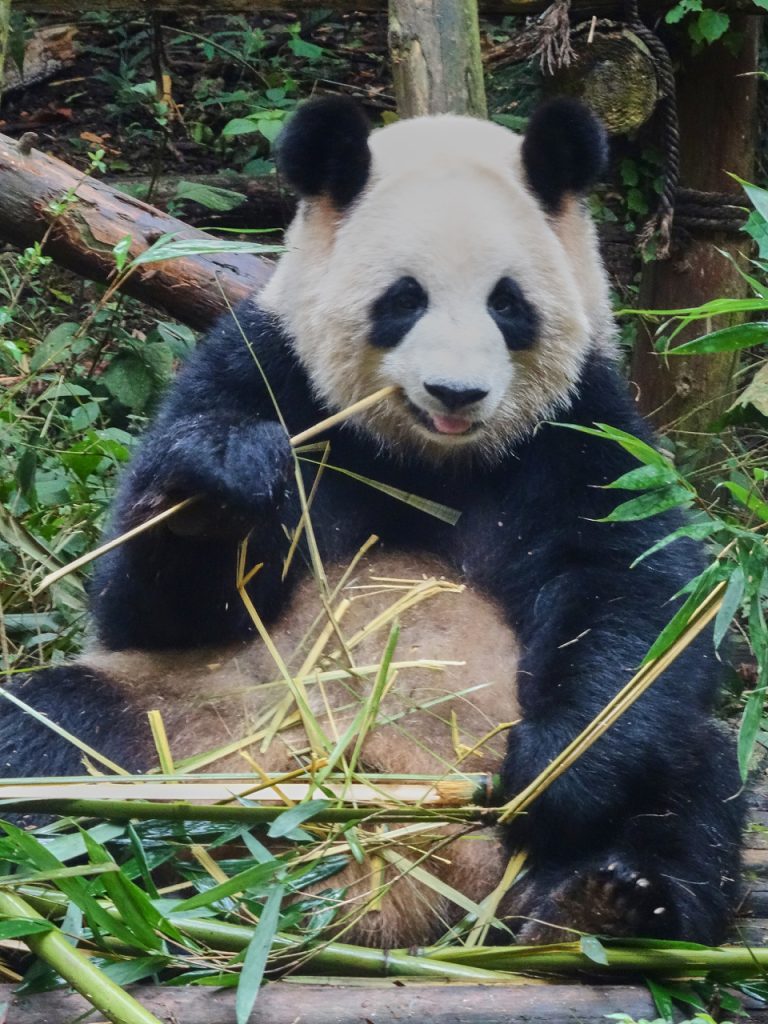 CHINA-2017-12-021 CHINA-2017-12-021