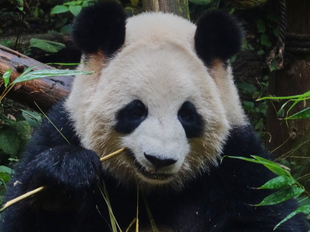 CHINA-2017-12-022 CHINA-2017-12-022