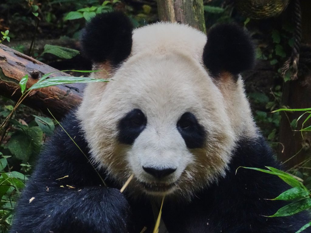 CHINA-2017-12-023 CHINA-2017-12-023