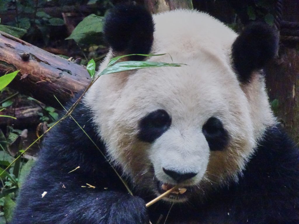 CHINA-2017-12-024 CHINA-2017-12-024