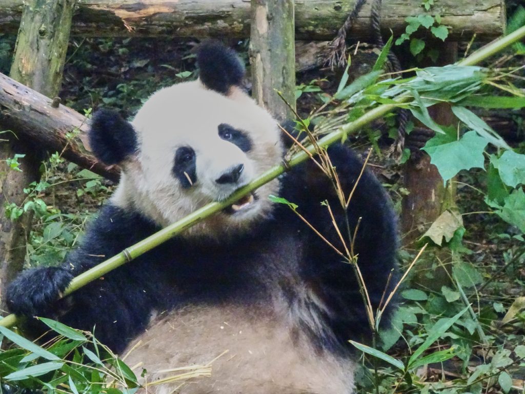 CHINA-2017-12-025 CHINA-2017-12-025