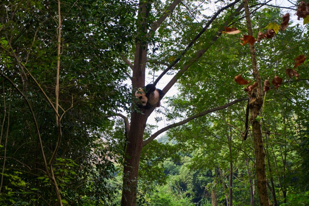 CHINA-2017-12-026 CHINA-2017-12-026