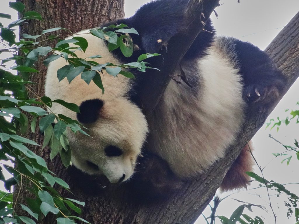 CHINA-2017-12-027 CHINA-2017-12-027