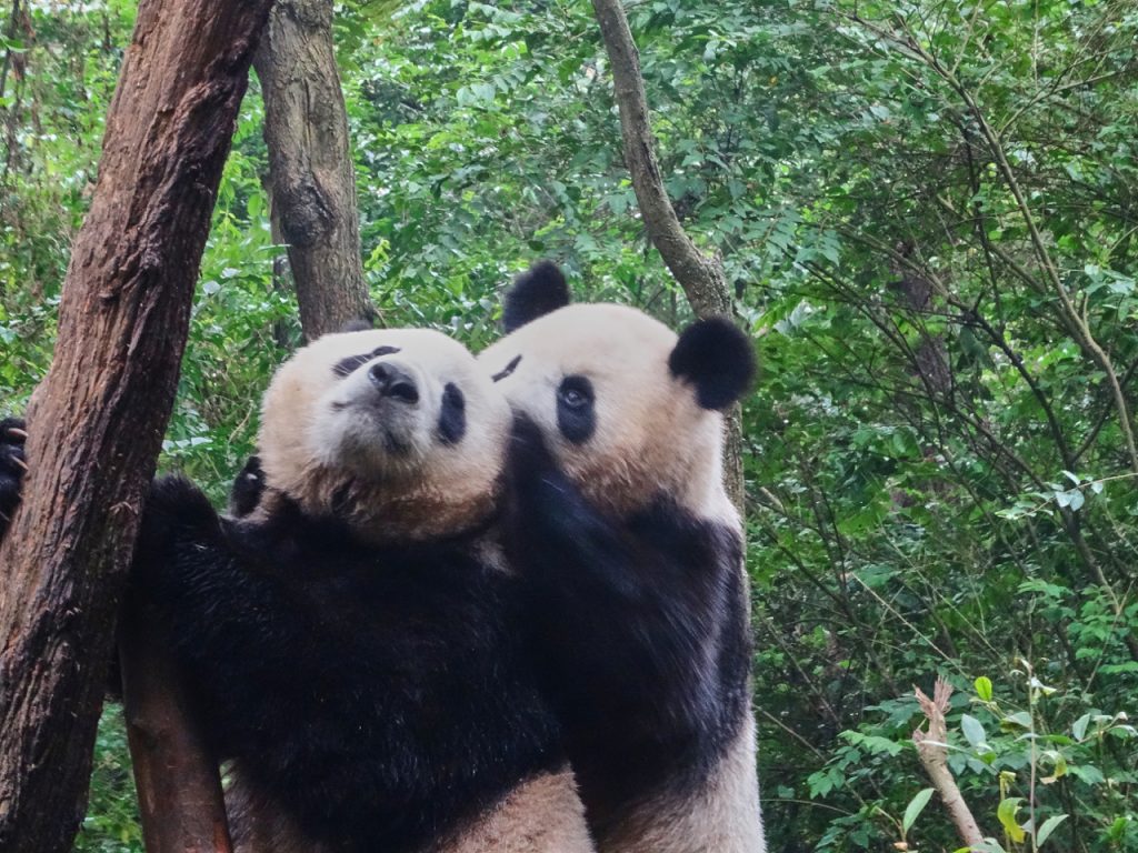 CHINA-2017-12-028 CHINA-2017-12-028