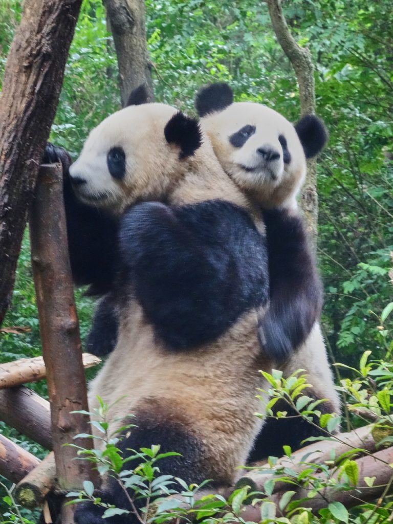 CHINA-2017-12-029 CHINA-2017-12-029