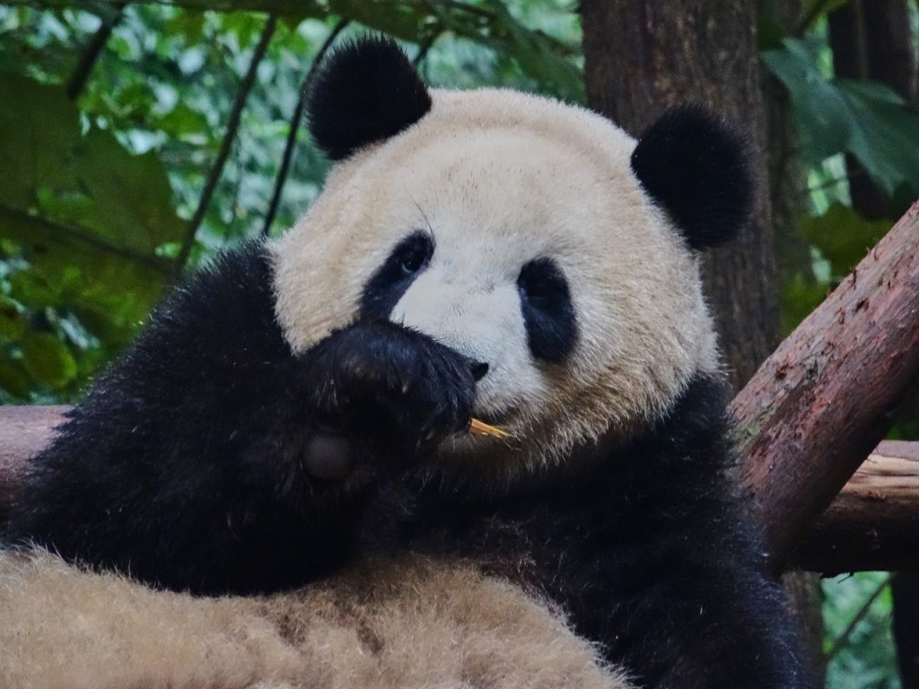 CHINA-2017-12-037 CHINA-2017-12-037