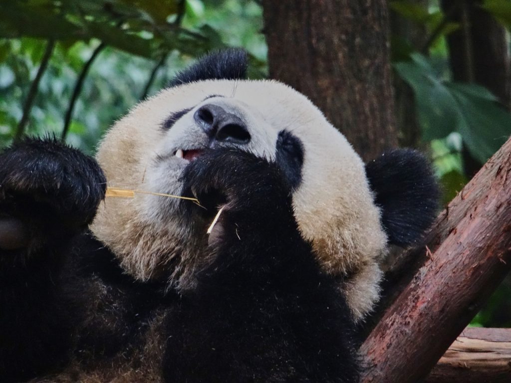 CHINA-2017-12-040 CHINA-2017-12-040