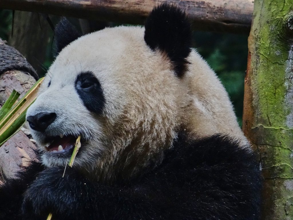 CHINA-2017-12-042 CHINA-2017-12-042