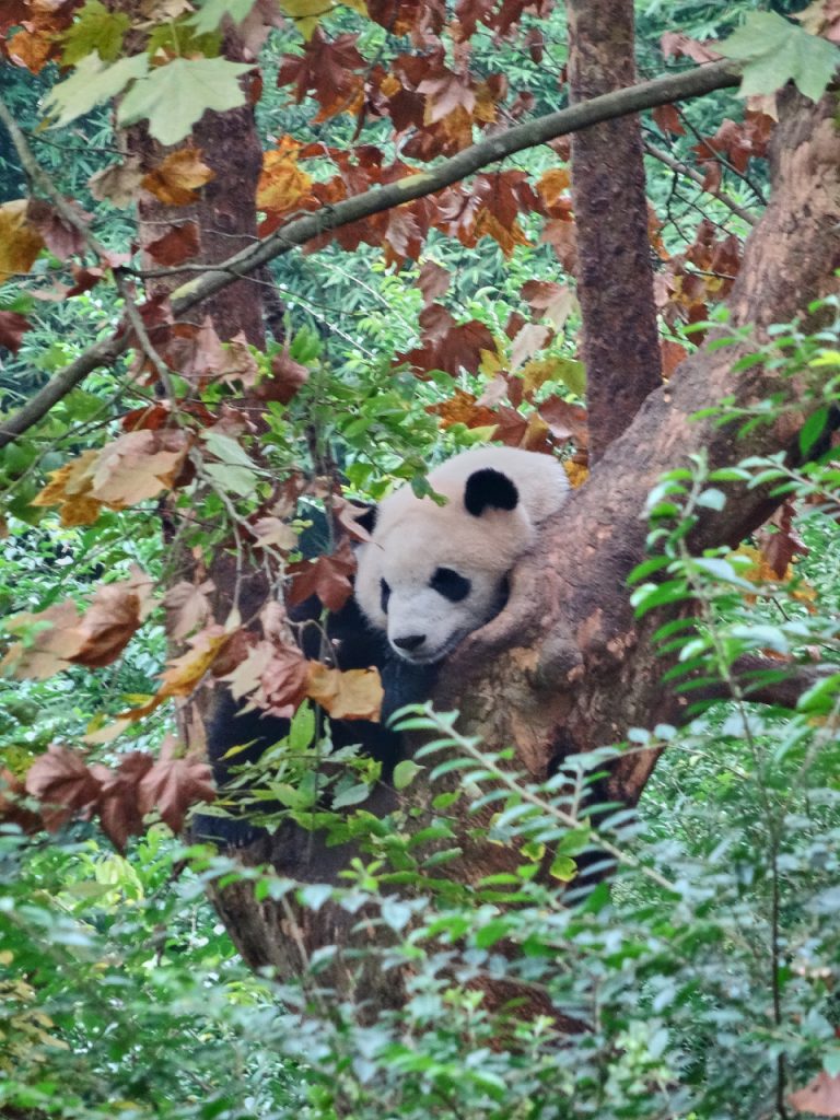 CHINA-2017-12-043 CHINA-2017-12-043