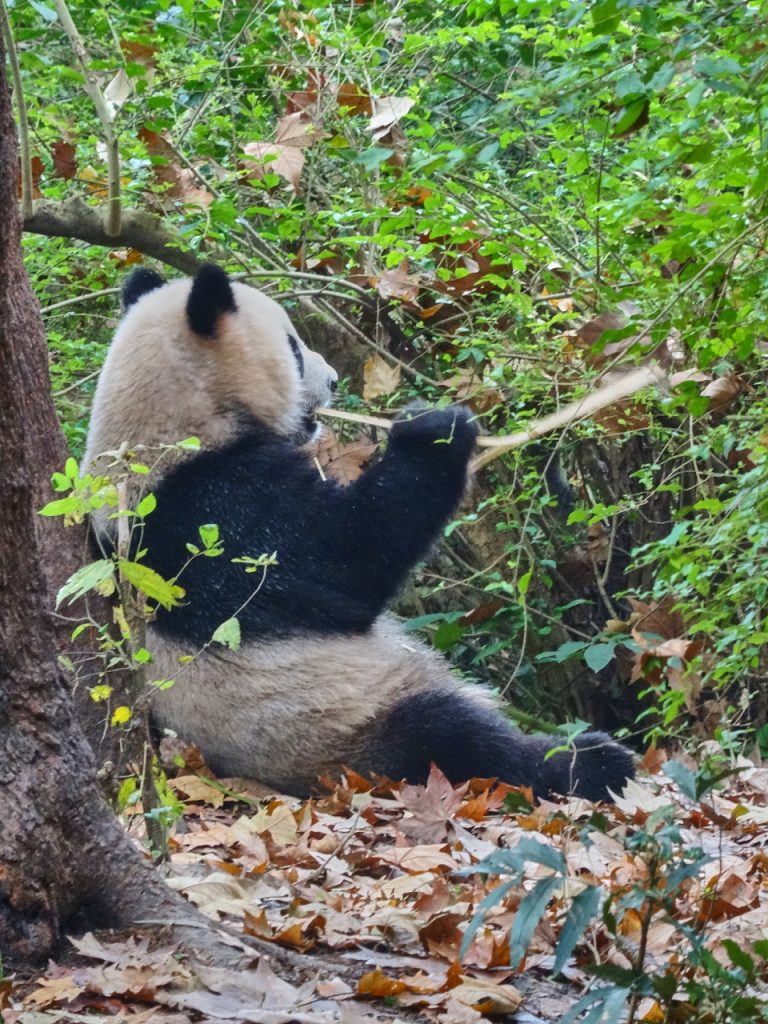 CHINA-2017-12-044 CHINA-2017-12-044